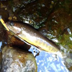 渓流ミノーイング ～長良川水系～